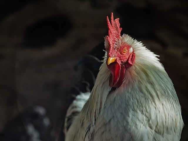 鳥インフルエンザがヒトへ感染