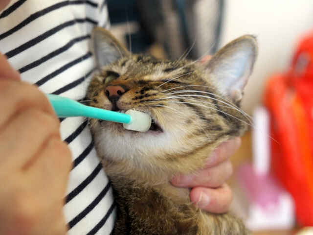 愛猫の「お口の健康」のために必要なケアとは？