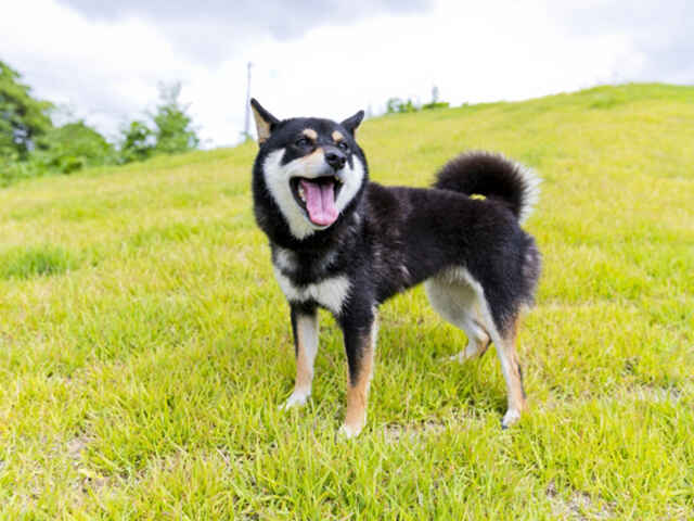 犬の体の大きさで平均寿命が異なるのはなぜ？