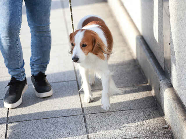 春に気を付けたい「犬レプトスピラ感染症」とは？