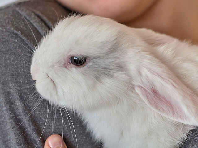 仰向けはうさぎにとって不自然な姿勢