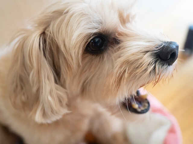 犬の危険なくしゃみかどうかを見分けるためのポイント