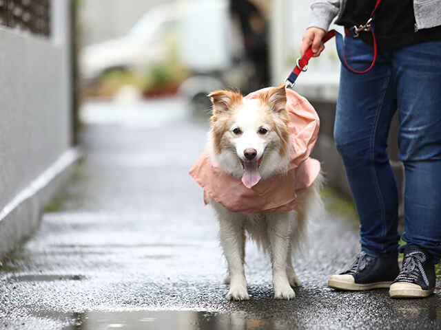 愛犬の梅雨対策！