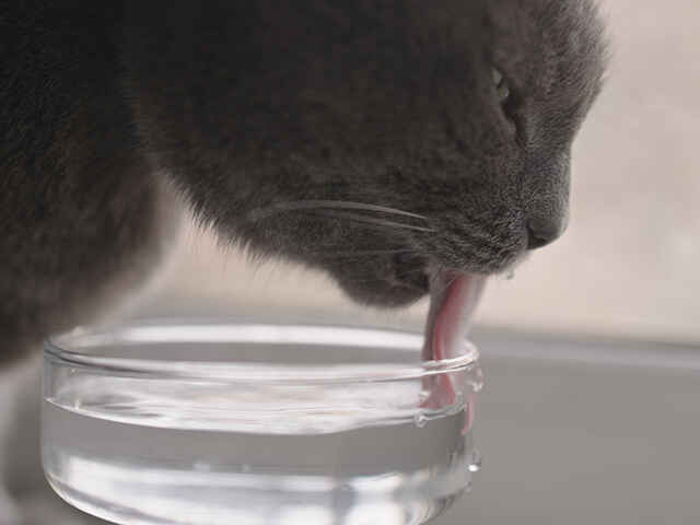 猫に氷をあげても大丈夫？