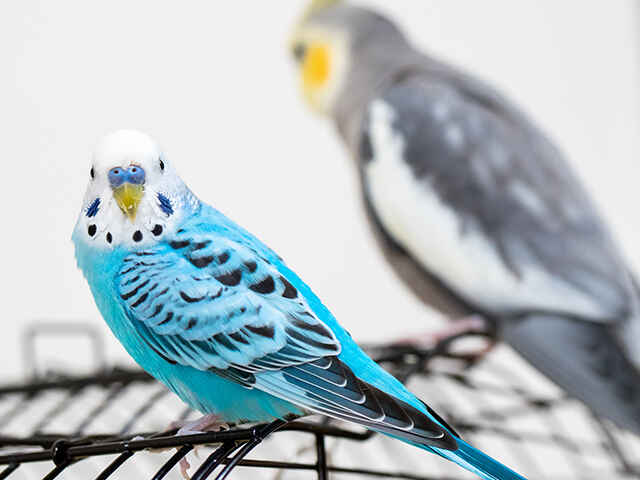 鳥も熱中症になるの？