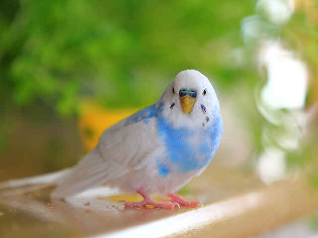 鳥の暑さ対策、扇風機に頼りすぎないで！