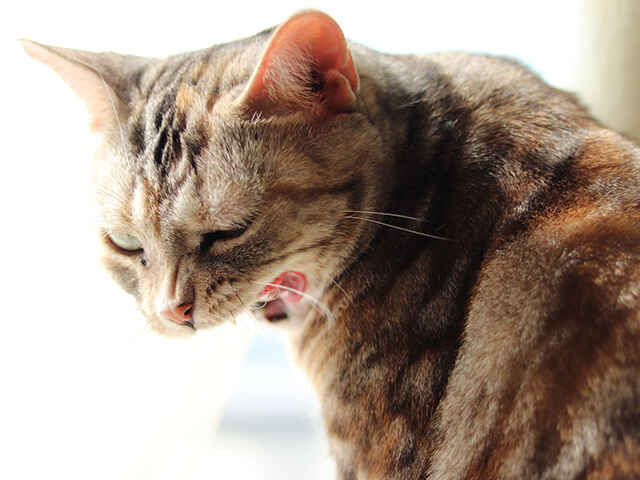 猫が吐いたら病院に行ったほうが良いの？