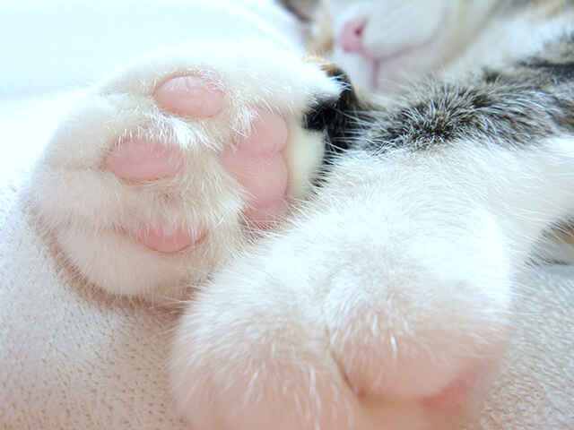 猫の肉球のお手入れ方法は？