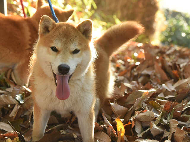 秋に出やすい犬の不調は？