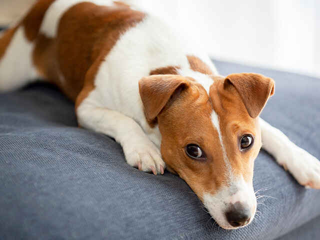 犬が不安なときにみせるしぐさは？