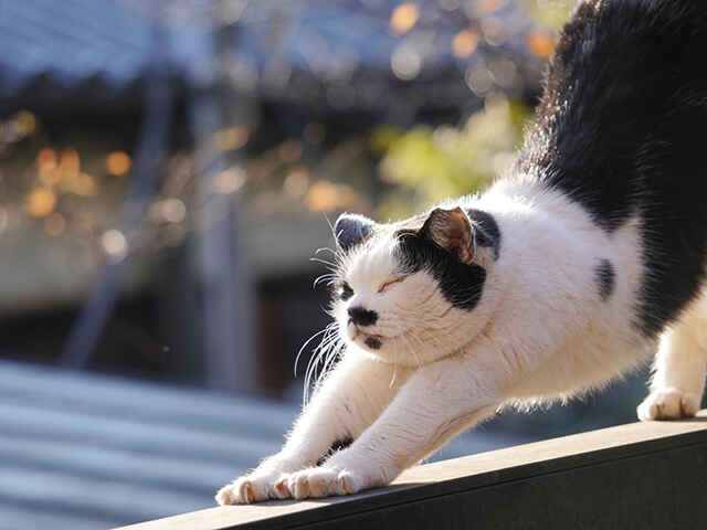 猫にも肩こりってあるの？